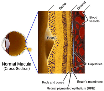 MacularEyeNormal.gif