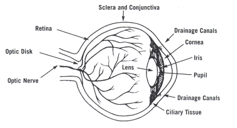 eye-anatomy.gif