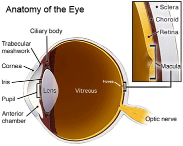 EyeAnatomy.gif